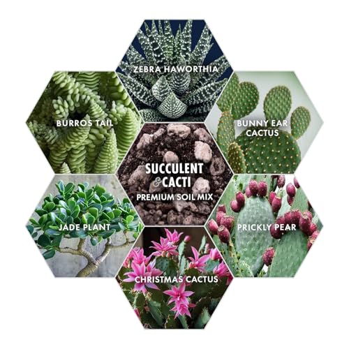 Premium Succulent Soil Mix for Indoor & Outdoor Plants - Fast-Draining Potting Soil for Succulents, Cacti, & Houseplants - Natural Blend with Pumice for Optimal Plant Growth - 4 Quarts