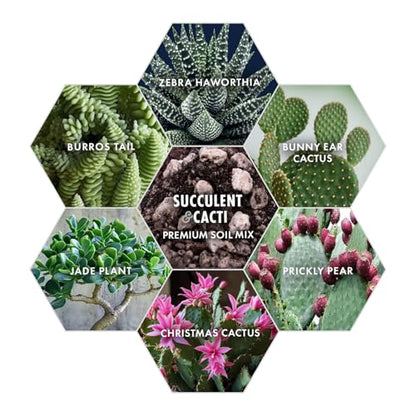 Premium Succulent Soil Mix for Indoor & Outdoor Plants - Fast-Draining Potting Soil for Succulents, Cacti, & Houseplants - Natural Blend with Pumice for Optimal Plant Growth - 4 Quarts