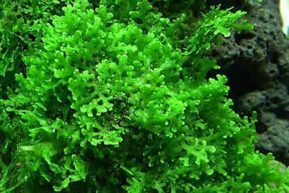 SubstrateSource Live Aquarium Plants on Driftwood, Lava Rock, Moss, Fiber Mat - Freshwater Fish Tanks - Easy, Beginner Friendly (Mini Pellia on Stainless Steel Mesh, (1 Pack)) - color: Mini Pellia - Stainless Steel, size: 1 Pack