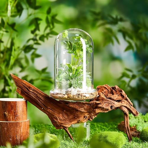 1 PC 5.9 x 7.9 Inch Glass Terrarium Dome Cloche with Air Hole & Glass Base, Clear Terrarium Containers Ventilated Plant Humidity Dome for Carnivorous Plants Orchids Tropical Cuttings, No Leakage - size: 5.9 x 7.9 Inch