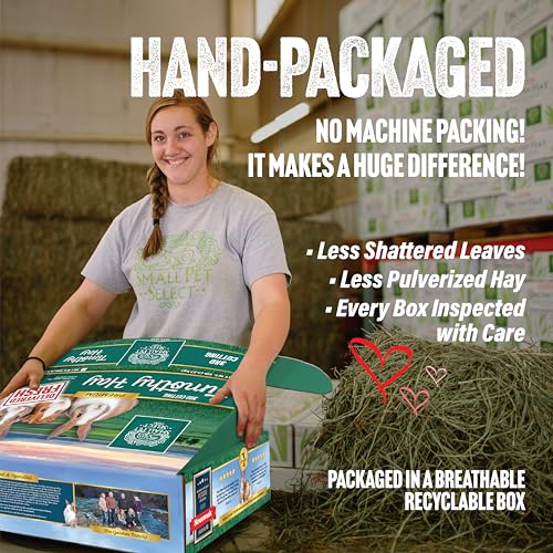 Small Pet Select 3rd Cutting Timothy Hay, Animal Food for Guinea Pig, Rabbit, Hamster, Bunny, or Chinchilla, Natural Hay Grown in The USA, 40lb - size: 40 Pound (Pack of 1)