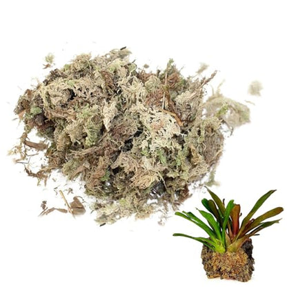 Sphagnum Moss, Dried Spagnum Dry Moss for Reptiles Bedding and Terrarium Pet Supplies, 150g