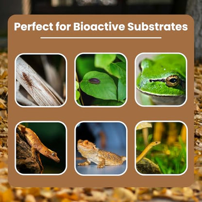 SCOTTY'S BUGS All Natural Leaf Mold for Bioactive Terrariums & Vivariums – Perfect for Isopods, Springtails, Amphibians & Reptiles – 12oz. Pack - size: 12oz-LeafMold