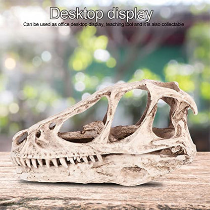 HERCHR 3D Dinosaur Skull Decor, Reptile Resin Dinosaur Skull Decoration Aquarium Decoration Model Dinosaur Animal Skull Reptile Ornament for Craft Teaching Prop Home Office Decor