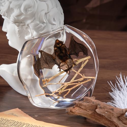 Taxidermy Bat and Real Bat Specimens Mounted in Resin, Ideal Gift for Fans of Taxidermy, Animal Skulls, Oddities, and Biology (Bat Specimen Irregularly (4.7x4.13 Inch)) - color: Bat Specimen Irregularly (4.7x4.13 Inch)