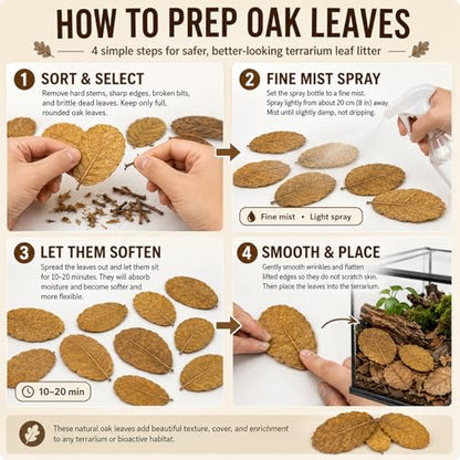 MAQIHAN Dry Oak Leaf Litter for Reptiles – 5 oz Whole Natural Oak Leaves Substrate for Isopods & Bioactive Terrarium Forest Floor Habitat, Premium Enclosure Bedding - size: 5 OZ