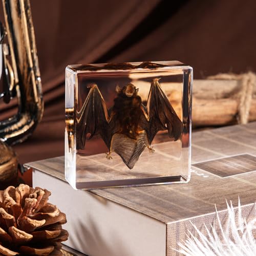 Taxidermy Bat, Real Bats Specimens High Quality Resin Animals for Science Classroom Science Education, Bat Decor Great Gift for Taxidermy, Animal Skull, Oddities, Biology (3 x 3 x 1 inch) - color: Bat Specimen