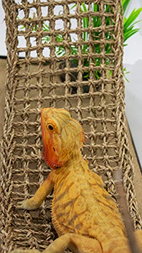 PENN-PLAX Reptology Lizard Lounger – 100% Natural Seagrass Fiber – Great for Bearded Dragons, Anoles, Geckos, and Other Reptiles – Extra Large - size: X-Large (Pack of 1)
