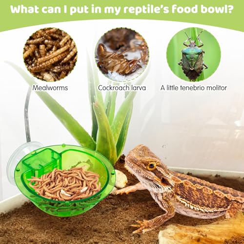 2 Pcs Chameleon Bowl (2.1" D*2.3" H) &2 Pcs Reptile Carpet (20" L*12" W)
