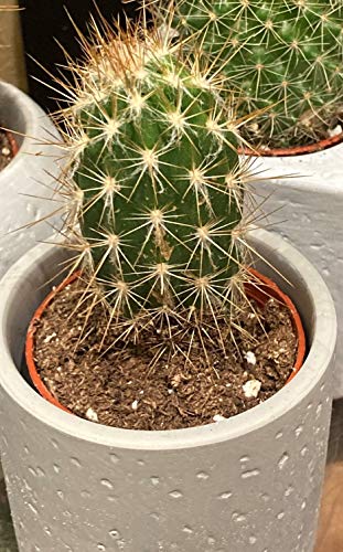 Succulent Plant Potting Soil Mix Peat Moss & Perlite (½ Gallon / 2 quarts) (Pack of 2) - size: 2qt (Pack of 2)