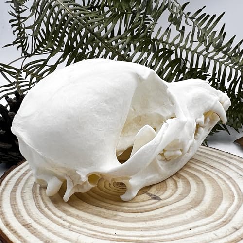Taxidermy Real Animals Skull Decor - Model Animals Bones Specimen,Taxidermy Supplies for Science Education,Collection (Dog) - style: Dog Skull