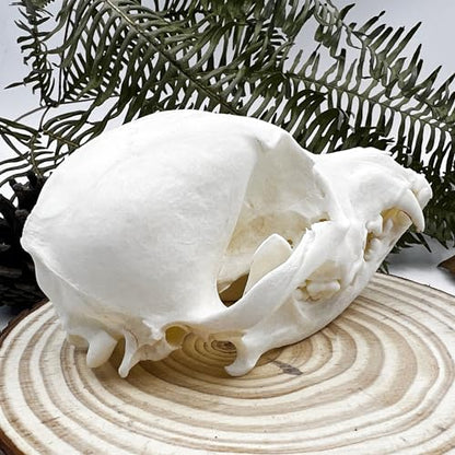Taxidermy Real Animals Skull Decor - Model Animals Bones Specimen,Taxidermy Supplies for Science Education,Collection (Dog) - style: Dog Skull