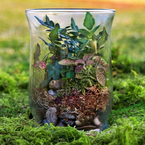 SuperMoss (90423) Terrarium Kit, 4 oz, Forest