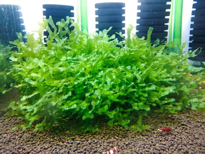 Enchanting Aquatic Moss Collection: Create a Lush Underwater Landscape with Easy-Care Varieties - Perfect for Aquarium Décor and Aquascaping (5 Subwassertang Moss - Golfball Size) - style: 5 Subwassertang Moss - Golfball Size