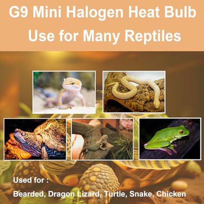 G9 Heat Lamp Bulbs for Reptile,Day White, Mini Halogen Bulb 50W, Infrared Reptile Heat Lamp for Bearded Dragon Gecko Turtle Lizard, Pack of 2 - size: 50W-Pack of 2