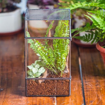 NCYP Glass Terrarium with Door and Mesh for Small Insects - 5.1 x 3.9 x 9 Inches Rectangle Reptile Habitat, Black - Modern Home Tabletop Decor (Terrarium Only)