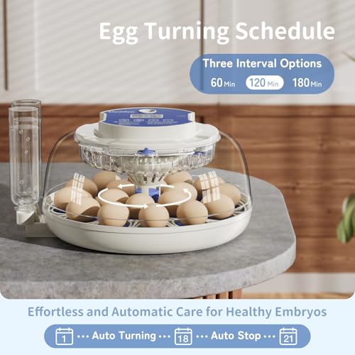 18 Egg Incubators for Hatching Eggs, Incubation Day Display, 2 Egg Trays, Automatic Egg Turning, Built-in Egg Candler, Auto Refill, Adjustable Air Vent, for Chicken, Quail, Duck, Turkey & Goose Eggs - size: 18 Eggs