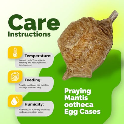 USMANTIS Praying Mantis Ootheca Egg Case (Ten Egg Case) - Beneficial for Stem Education and Gardening, Each Egg Case Produces Approximately up to 400 Baby Nymphs (T Sinensis) - size: Pack of 10