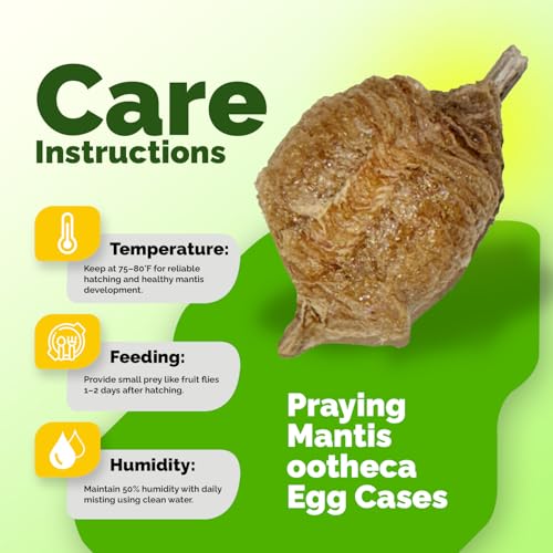 USMANTIS Praying Mantis Ootheca Egg Case (Twenty Egg Case) - Beneficial for Stem Education and Gardening, Each Egg Case Produces Approximately up to 400 Baby Nymphs (T Sinensis) - size: Pack of 20