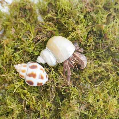 4oz Hermit Crab Moss Substrate, Perfect for Terrarium Habitat Decor& Tank Accessories, Humidity Control & Small Pet Enclosure Supplies