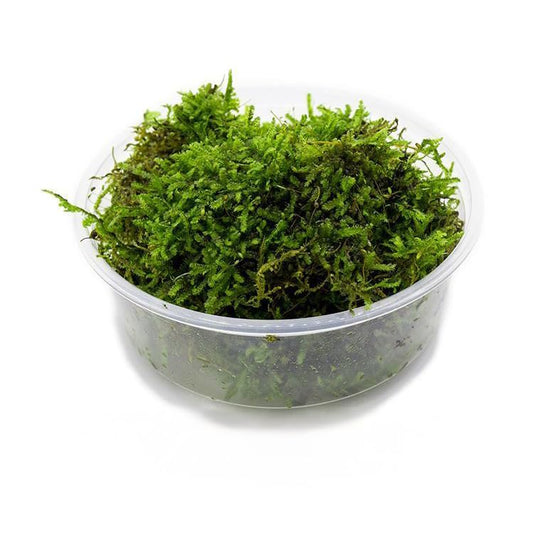 SubstrateSource Christmas Moss Live Aquarium Plant - Freshwater Fish Tank Decorations for Natural Aquatic Décor (Large Cup) - color: Christmas - Large Cup, size: 1 Pack