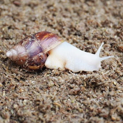 2 Quarts Organic Fiber Substrate for Pet Snail, Ideal Snail Terrarium Accessories for Retains Moisture (Pack of 2) - size: 2QT (Pack of 2)