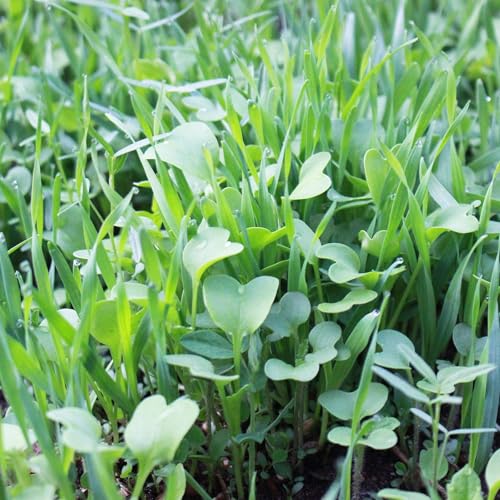 Mountain Valley Seed Co No-Till Farm and Garden Cover Crop Mix Seeds | 25 Lbs Bulk - Blend of Gardening Cover Crop Seeds: Hairy Vetch, Daikon Radish, Forage Collards, Triticale, More - size: 25 lbs