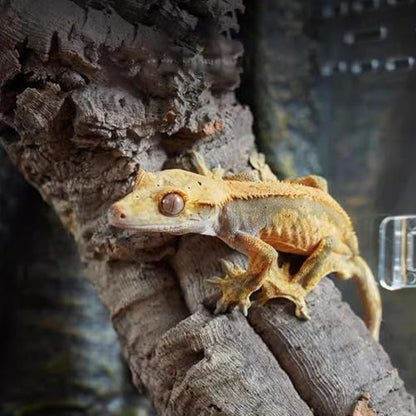 Jumping Spider Enclosure – Acrylic 15x15x25cm | Small Reptile Habitat with Dual-Sided Ventilation | Front-Opening Arboreal Tarantula Tank | Transparent Terrarium for Mantis and Invertebrate Use - color: Large arboreal breeding box