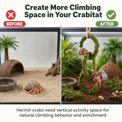 Hermit Crab Climbing Toy, Hanging Moss Climbing Rings for Hermit Crab Tank Accessories, 11 in Crabitat Decor with Rope, Textured Hermit Crab Climbing Accessory for Small Hermit Crabs