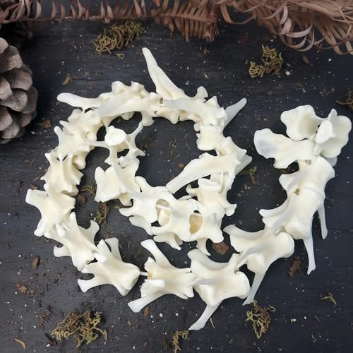 Taxidermy Real Fox Spine Decor - Model Animals Bones Specimen, Taxidermy Supplies for Science Education, Collection (Fox Spine) - style: Fox Spine