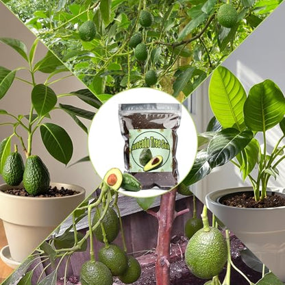 Organic Avocado Tree Potting Soil Mix 1qt, Enhance Growth and Transplant Success for Avocado Plants - size: 1qt