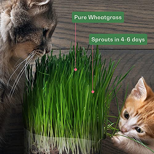 Rose & Branch Organic Wheat Grass Seeds for Indoor Cats - Cat Grass Seeds - 16 Ounces - 100% Organic Non-GMO - Hard Red Wheat - Harvested in USA - Easy to Grow