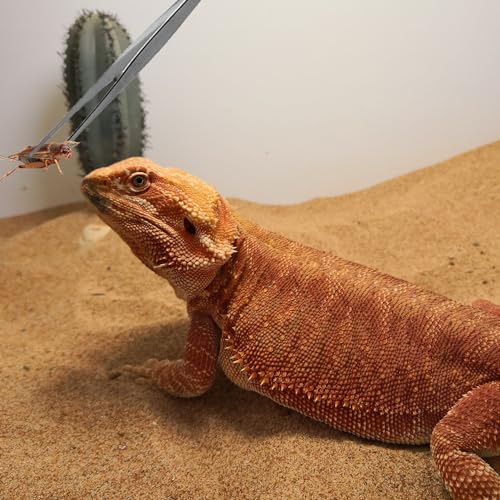 Reptile Sand Substrate Scoop Reptile Sand Fine Mesh Reptile Scooper Stainless Steel Terrarium Substrate Sand Bedding Litter Cleaner Scoop and Reptile Long Feeding Tongs Set (Green-2mm) - color: Green-2mm