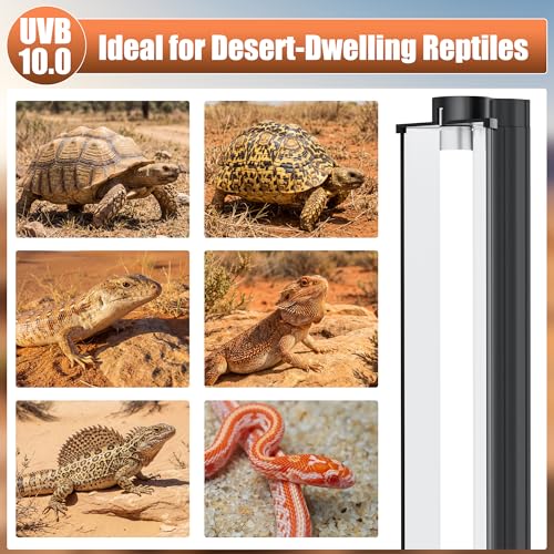 T5 UVB 10.0 Reptile Light Fixture Combo Kit (34Inch(Large)) | 39W UVB 10.0 Light Bar with T5 HO Terrarium Hood Light Fixture for Desert Reptiles, Bearded Dragons, Lizards, Tortoises - size: 34Inch(Large)