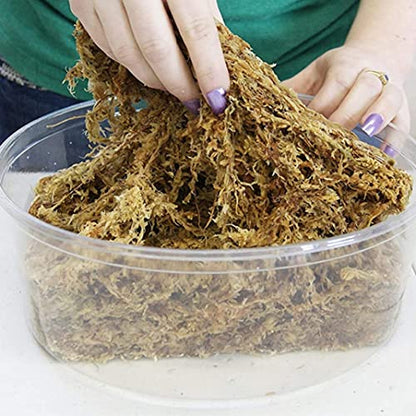 Sphagnum Moss Dried Spagnum Dry Moss for Reptiles Bedding and Terrarium Pet Supplies 150g9999Sphagnum Dried Dry for Reptiles Reptile Spagnum for Plants
