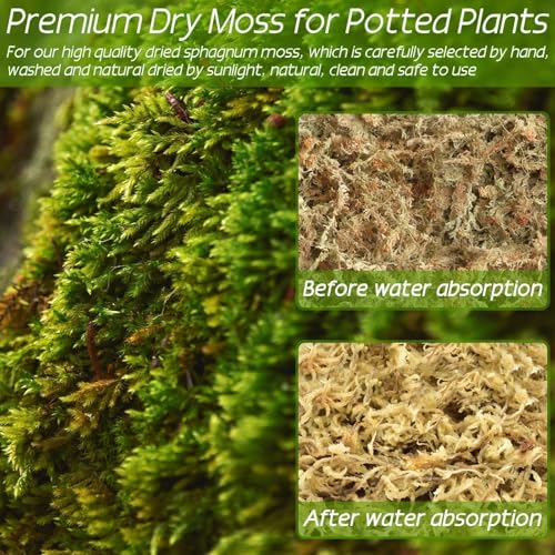 ZeeDix 2.2 lb Premium Sphagnum Moss Bulk, Natural Long Fiber Orchid Sphagnum Peat Moss for Carnivorous Plants Succulent Monstera Indoor Outdoor Plants & Reptiles Terrariums Habitats(Expands to 40 qt) - size: 2.2 pounds