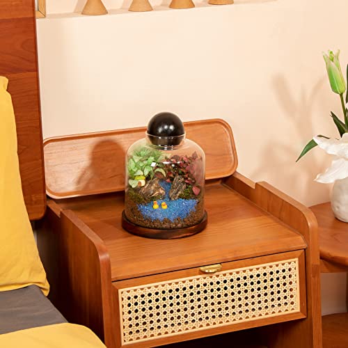 Yangbaga Large Glass Terrarium Succulent Plant Terrarium House for Plant/Moss Ball/Glass Fish Tank Mini Table with Wood Base & Ball lid Office Home Decoration - size: H-7IN