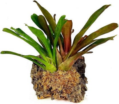 Premium New Zealand Sphagnum Moss, 500g (40L When Hydrated) Classic AA Grade (100mm, 4" Strands) - Harvested in New Zealand's South Island, Dried and Long for Potted Plants, Orchids, Reptiles - style: AA Classic (4" Strands)