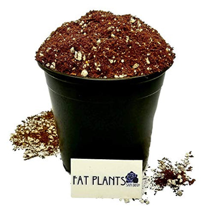 Fat Plants San Diego Premium Cacti and Succulent Potting Mix Soil - for Cactus Palm Tree Citrus Plant Grown in Gardening Containers - Indoors & Outdoors Use - with Natural Food/Fertilizer - size: 2 Gallons