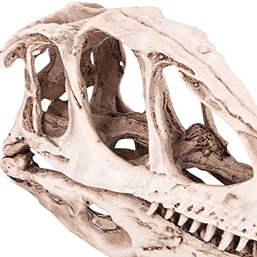 HERCHR 3D Dinosaur Skull Decor, Reptile Resin Dinosaur Skull Decoration Aquarium Decoration Model Dinosaur Animal Skull Reptile Ornament for Craft Teaching Prop Home Office Decor