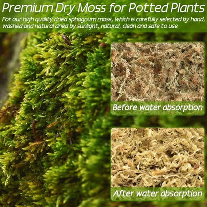 ZeeDix 3.3 lb Premium Sphagnum Moss Bulk, Dried Long Fiber Orchid Sphagnum Peat Moss for Indoor Outdoor Plants, Carnivorous Plants, Succulent, Monstera & Reptiles Habitats (Expands to 60 qt) - size: 3.3 pounds