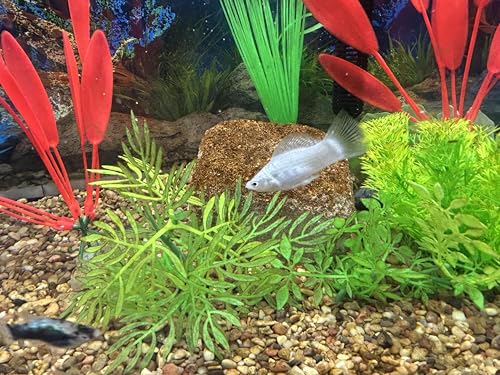 EcoBio-Block Natural Volcanic Rock for Aquarium Water Clarity & Balance — Low-Maintenance Alternative to Weekly Additives — for Freshwater Fish, Turtles, Shrimp & Frogs (Medium, 15-40 gal) - size: 1 Pack, style: Medium