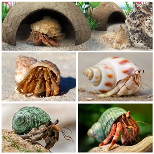 QUOZUO Hermit Crab Shells Natural Coconut Shell Hut Artificial Plants, 22 PCS Hermit Crab Supplies Seashells for House Hermit Crab Tank Habitat