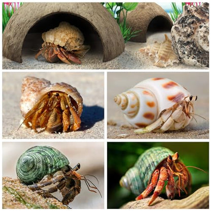 QUOZUO Hermit Crab Shells Natural Coconut Shell Hut Artificial Plants, 22 PCS Hermit Crab Supplies Seashells for House Hermit Crab Tank Habitat