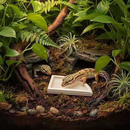 Gralara Split Design Reptile Bowl Multi-Functional Anti-Containment Worm to Clean Terrarium Accessory, S - size: S