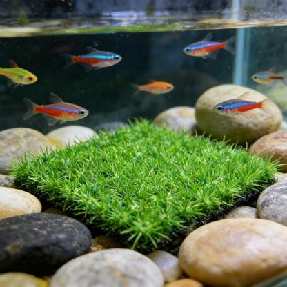Aquarium Grass Decor 2PCS 9 inches Crab Hermit Climbing Wall Artificial Grass for TurtleTank Fish Tank Plants Landscape Ornament, Reptile Terrarium with 8 Suction Cups - size: 2pcs10"*10"