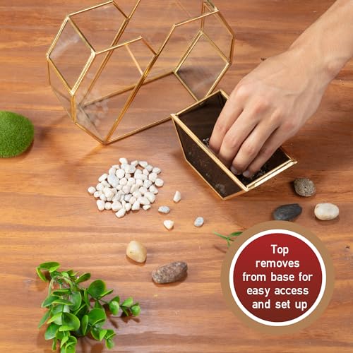 D'Eco Glass Heart Centerpiece (8x8x2.5)- Tabletop Planter Terrarium - Spring Home Decor & Wedding Letterbox - Fill with Succulents, Cacti, Air Plants, Moss, Flowers for Plant Lovers - size: Heart