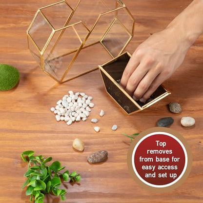 D'Eco Glass Heart Centerpiece (8x8x2.5)- Tabletop Planter Terrarium - Spring Home Decor & Wedding Letterbox - Fill with Succulents, Cacti, Air Plants, Moss, Flowers for Plant Lovers - size: Heart