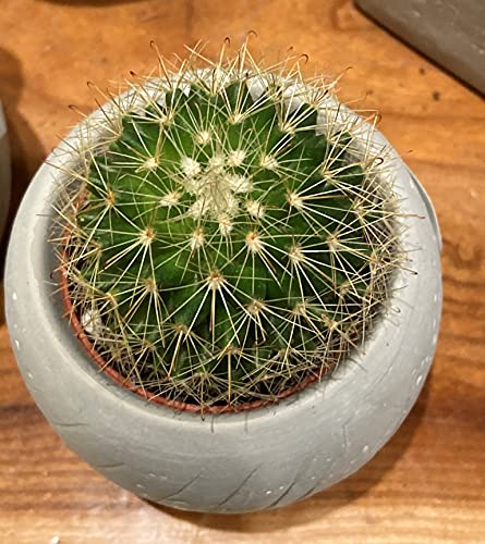 Succulent & Cactus Plant Potting Soil Mix Peat Moss & Perlite, 1 Quart (1qt 4 Level Cups) - size: 1qt