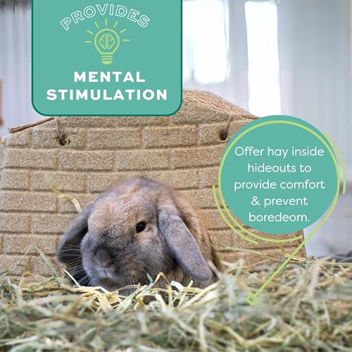 Oxbow Orchard Grass Hay for Small Pets – All-Natural Long Strand Fiber Hay for Rabbits,Guinea Pigs,Chinchillas,and Hamsters – Supports Digestive Health and Enrichment-– 40 oz Bag,(Pack of 2) - size: 40 Ounce (Pack of 2)